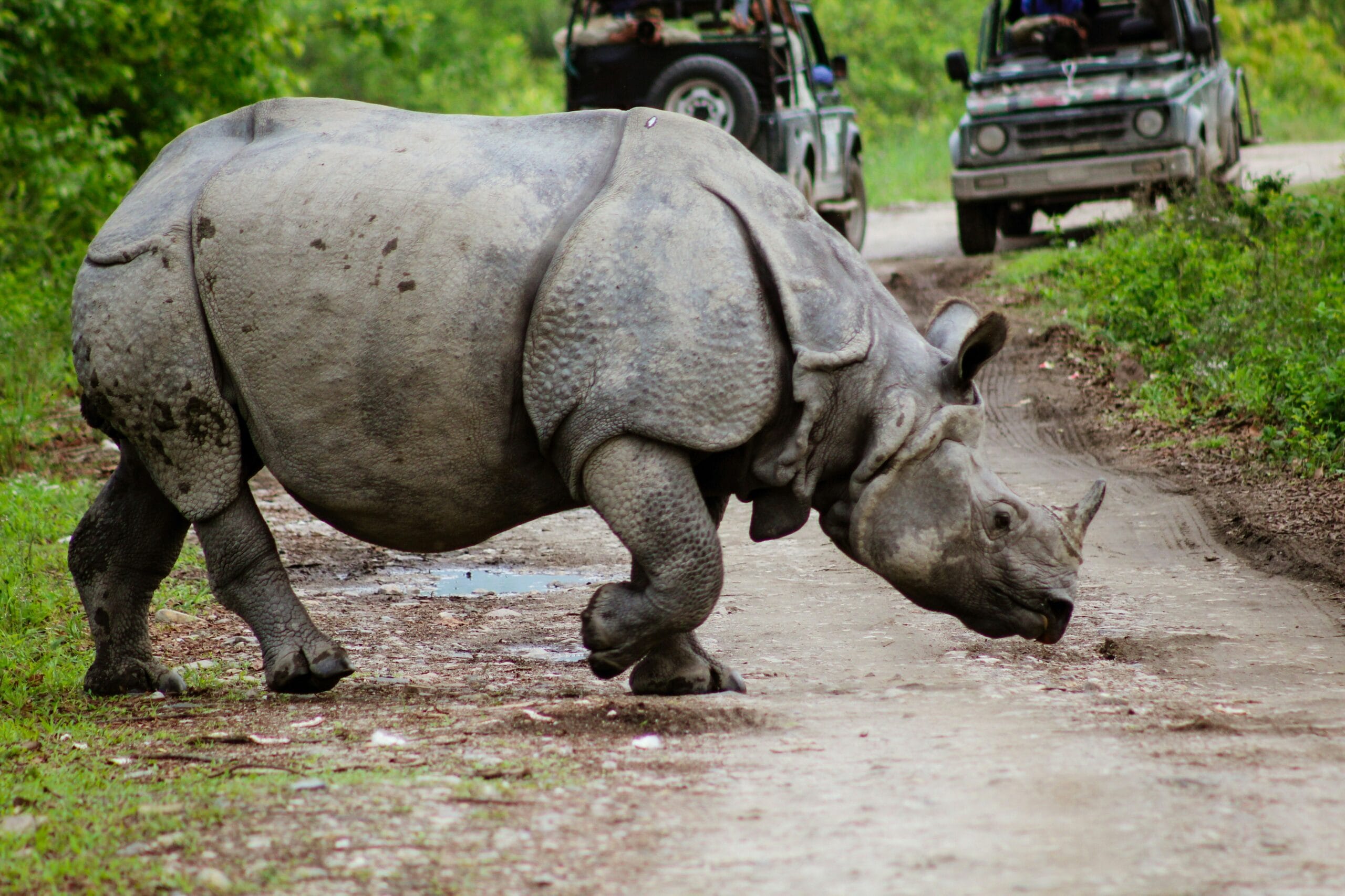 kaziranga tour package